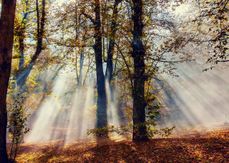 Картинка природа лес лучи листва осень свет деревья