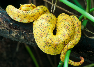 Картинка животные змеи питоны кобры желтый