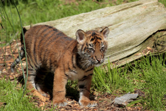 Картинка животные тигры малыш тигренок