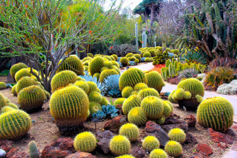 Картинка botanical garden san marino california природа парк кактусы