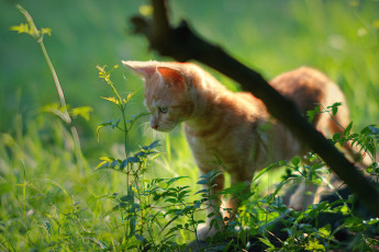Картинка животные коты котенок рыжик