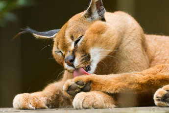 Картинка животные рыси каракал степная рысь кошка умывается язык
