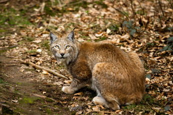 Картинка животные рыси кошка