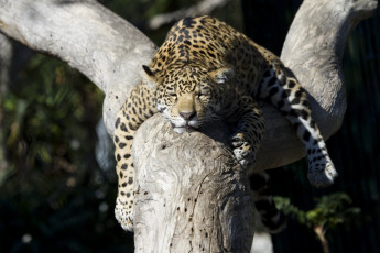 Картинка животные Ягуары кошка детеныш сон
