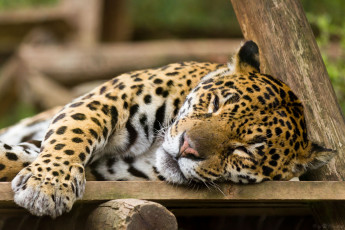 Картинка животные Ягуары кошка сон