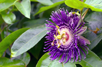 Картинка цветы пассифлора фиолетовый
