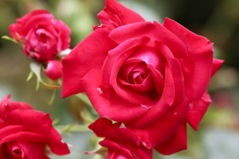 Картинка цветы розы бутоны макро лепестки