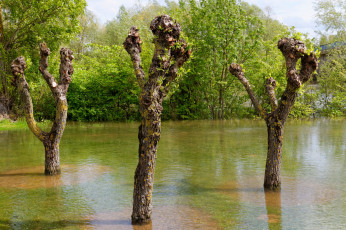 Картинка природа реки озера разлив деревья река весна лес