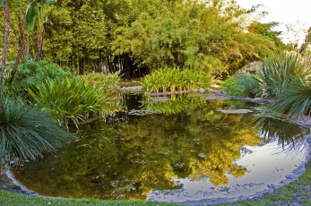 Картинка botanical garden san marino california природа парк водоем растения
