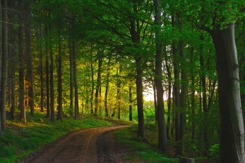 обоя природа, дороги, деревья, дорога