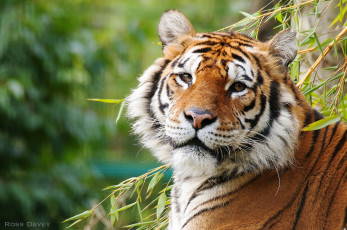 Картинка животные тигры красавец портрет морда