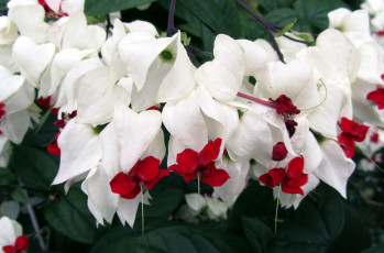 Картинка цветы клеродендрумы экзотика белый