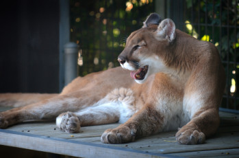 Картинка животные пумы кугуар горный лев кошка отдых