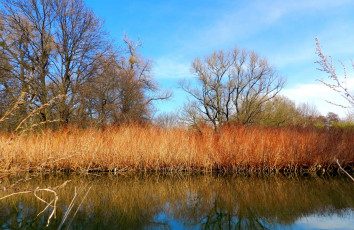 Картинка природа реки озера осень река деревья сухой камыш