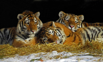 Картинка животные тигры сено отдых тигрята трио