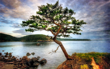 Картинка природа деревья дерево берег лес камни озеро