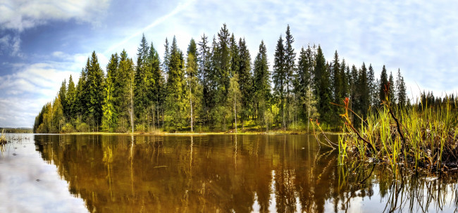 Обои картинки фото природа, реки, озера, озеро, остров, лес, осока