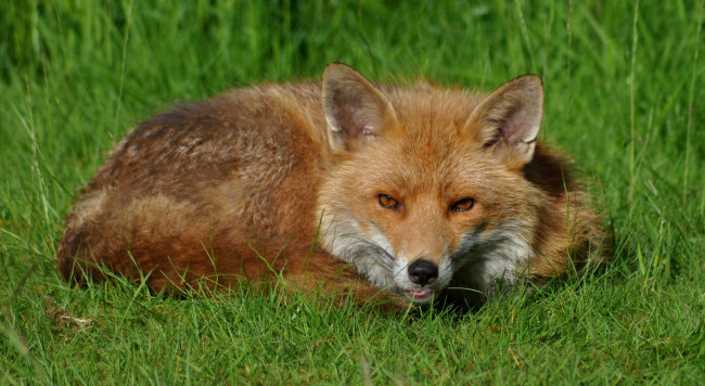 Обои картинки фото животные, лисы, рыжая