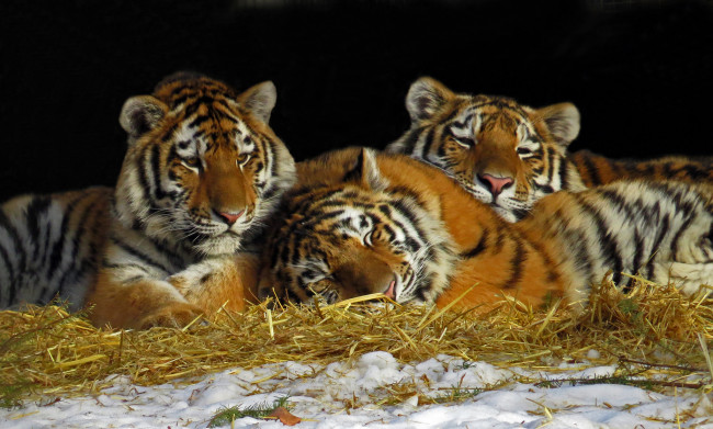 Обои картинки фото животные, тигры, сено, отдых, тигрята, трио