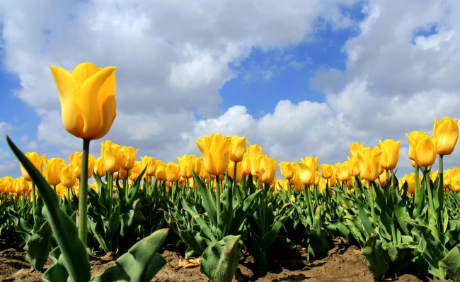 Обои картинки фото цветы, тюльпаны, поле, облака