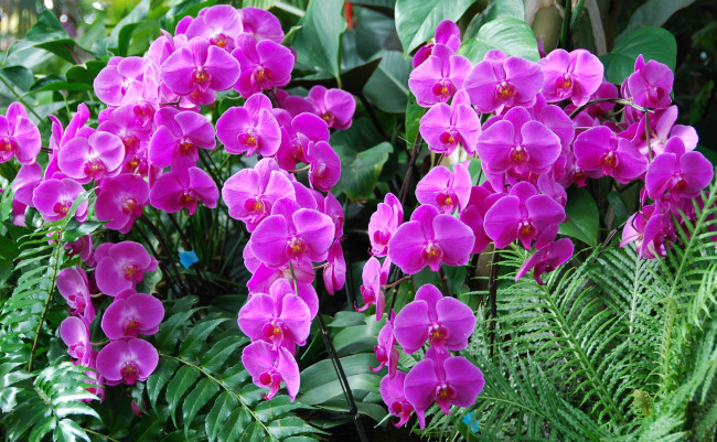 Обои картинки фото цветы, орхидеи, листья, экзотика
