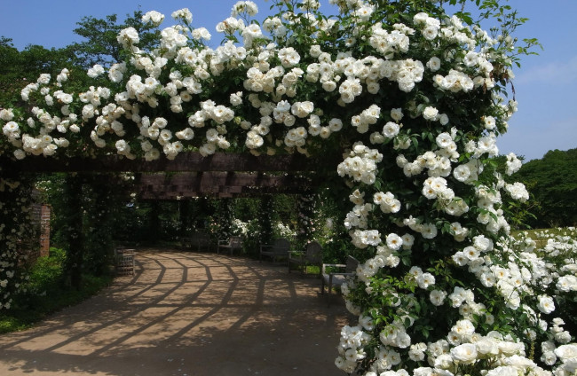 Обои картинки фото цветы, розы, арка, белый