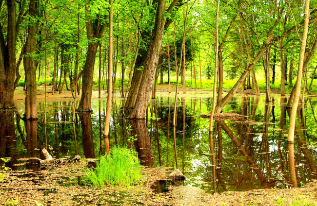 Обои картинки фото природа, лес, вода, тина, кочки