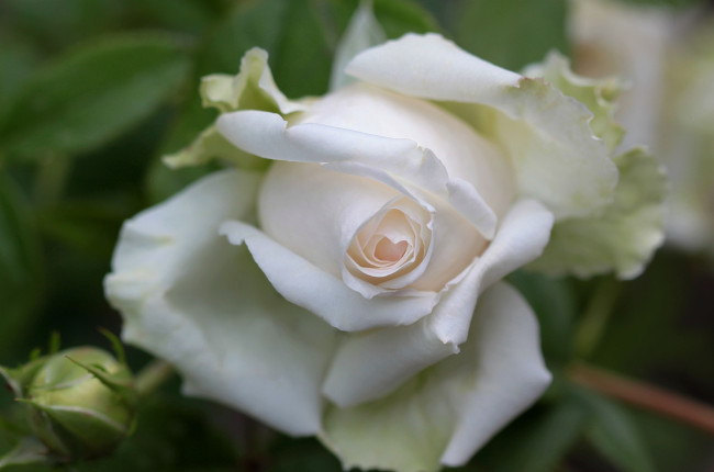Обои картинки фото цветы, розы, белый, макро
