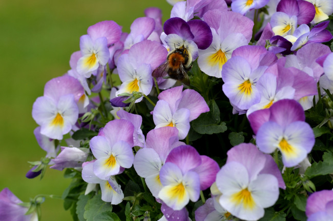 Обои картинки фото цветы, анютины, глазки, садовые, фиалки, сиреневый, пчела