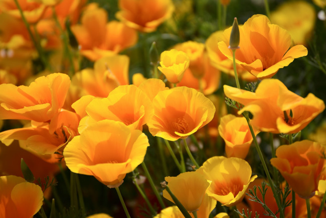 Обои картинки фото цветы, эшшольция, желтый, калифорнийский, мак
