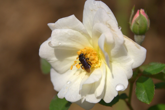 Обои картинки фото цветы, розы, пчела, макро, капли