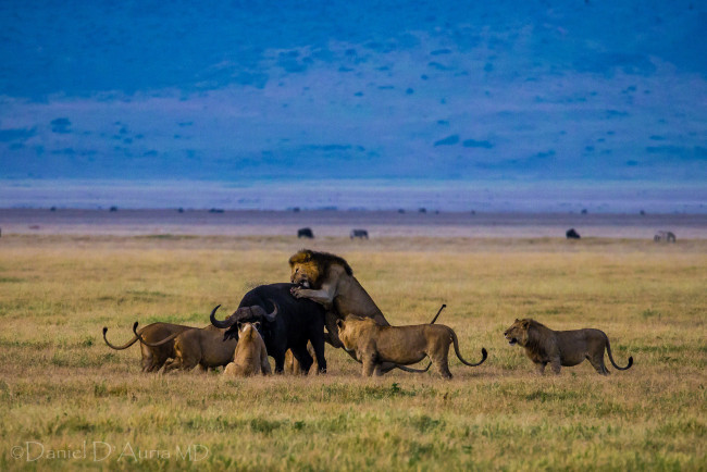 Обои картинки фото животные, разные, вместе, буйвол, львы, охота