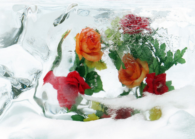 Обои картинки фото цветы, розы, лёд