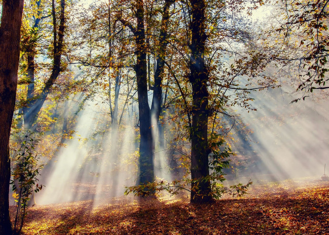 Обои картинки фото природа, лес, лучи, листва, осень, свет, деревья