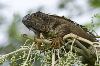 Картинка green+iguana животные Ящерицы +игуаны +вараны игуана дерево
