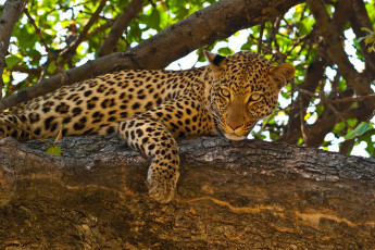 Картинка животные леопарды дерево морда кошка пятна листва