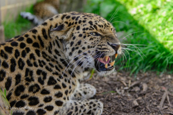 Картинка животные леопарды оскал угроза ярость рык пасть клыки злость хищник