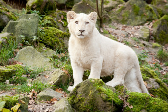 Картинка животные львы белый