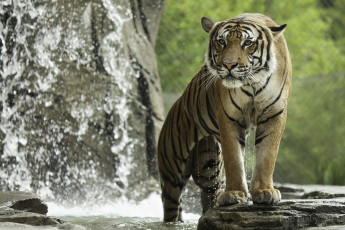 Картинка животные тигры кошка купание вода камни мокрый капли