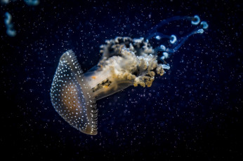 обоя животные, медузы, вода, темный, медуза