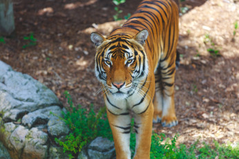 Картинка животные тигры интерес внимание морда кошка