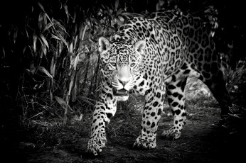 Картинка животные Ягуары черно-белое морда хищник