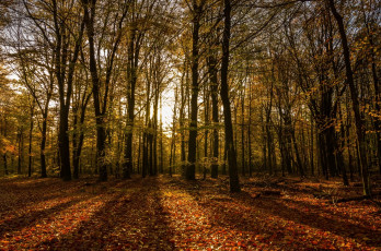 Картинка природа лес лучи свет солнце стволы деревья осень