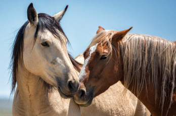 Картинка животные лошади кони