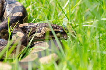 Картинка животные змеи +питоны +кобры чешуя змея трава