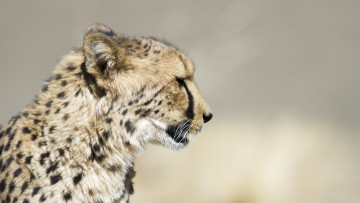 Картинка животные гепарды гепард хищник профиль