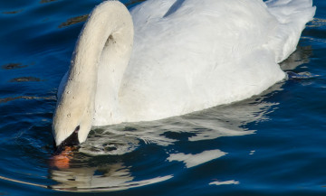 Картинка животные лебеди вода капли грация птица белый