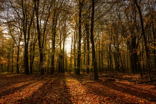 Обои картинки фото природа, лес, лучи, свет, солнце, стволы, деревья, осень