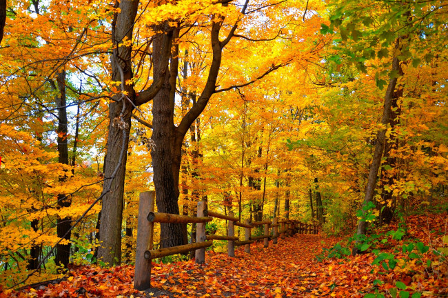 Обои картинки фото природа, лес, autumn, path, road, leaves, colorful, парк, деревья, дорога, trees, park, осень, листья, walk, colors, fall, forest