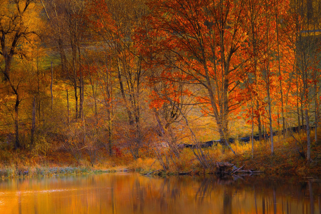 Обои картинки фото природа, лес, осень, озеро, деревья, склон